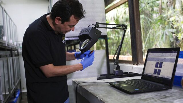 История Ивана Лосано — колумбийца, который разводит редких лягушек, чтобы остановить браконьеров