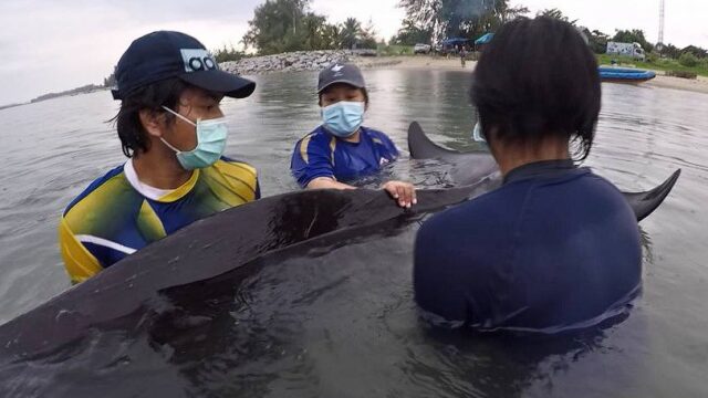 В Таиланде умер дельфин, который проглотил больше 80 пластиковых пакетов