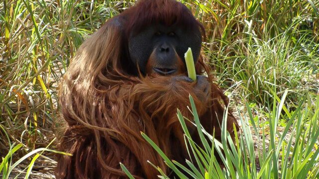 В Австралии умер старейший суматранский орангутан