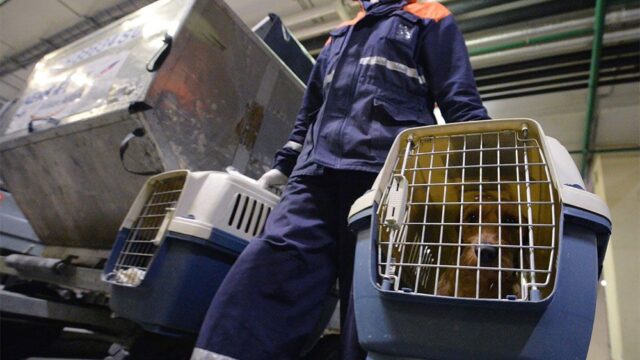 При перелете в багажном отделении погибли две кошки. «Аэрофлот» пообещал пересмотреть правила перевозки животных во всех аэропортах России
