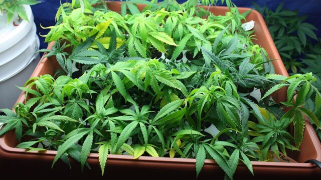На Шри-Ланке создадут первую официальную плантацию марихуаны. Урожай будут экспортировать в США