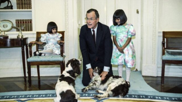 Джордж Буш-старший запрещал помощникам кормить свою собаку и приставил к ней надзирателей. Все ради того, чтобы  спаниель наконец-то похудел