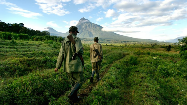 Один из старейших парков в Африке закроют после нападений на смотрителей и туристов
