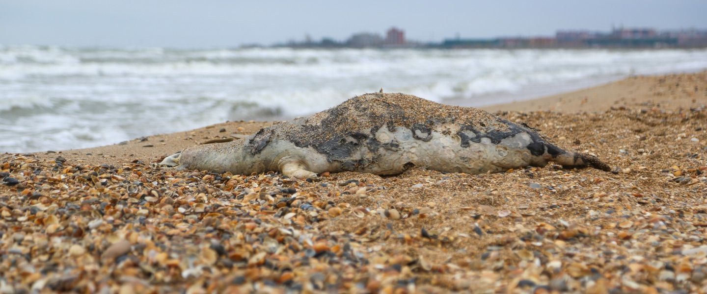Больше 150 мертвых тюленей нашли на побережье Каспийского моря