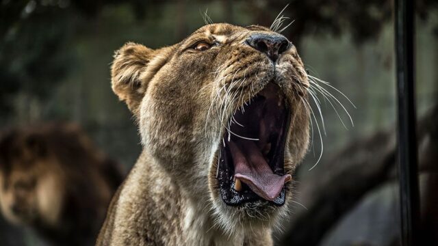 В ЮАР львы в заповеднике съели нескольких браконьеров