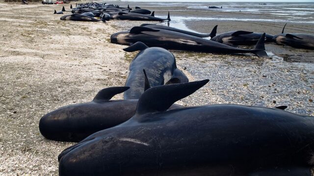 В Новой Зеландии погибли больше 120 дельфинов, которые выбросились на берег