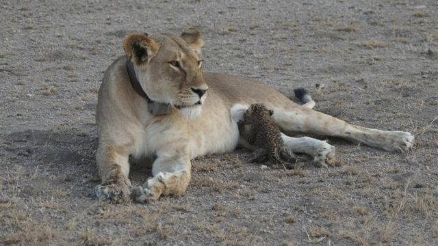 В Танзании львица «усыновила» детеныша леопарда. Это очень редкий случай в дикой природе