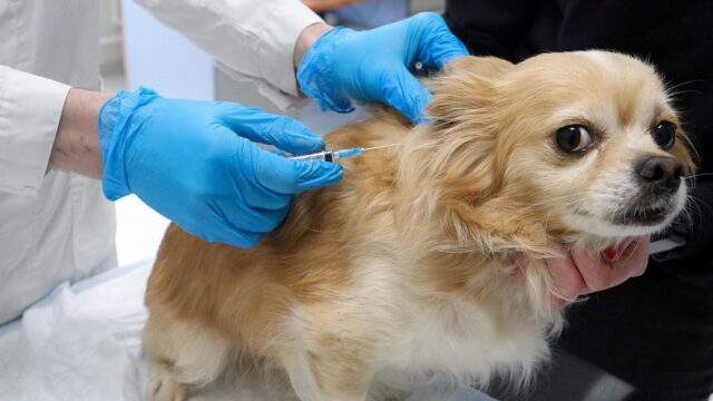 «Оперировать наживую?» Ветеринары жалуются на дефицит препаратов для животных