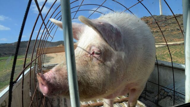 Россия запретила ввозить свинину из Румынии