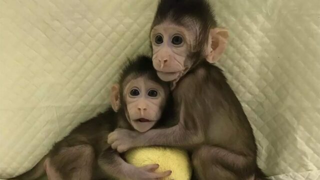 В Китае создали первый в мире клон примата