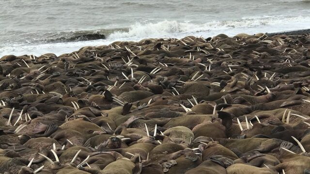 На пляже у одной из деревень Аляски собралось нетипично много моржей