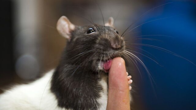 Ученые сняли с крыс вину за эпидемию чумы в средневековой Европе