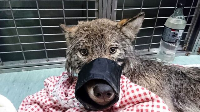 Рабочие в Эстонии спасли из замерзшей реки волка, которого они приняли за собаку