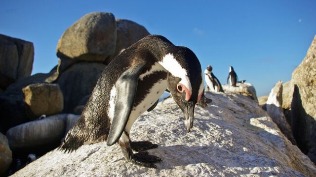 Ученые оценили возраст крупнейшей колонии пингвинов в три тысячи лет