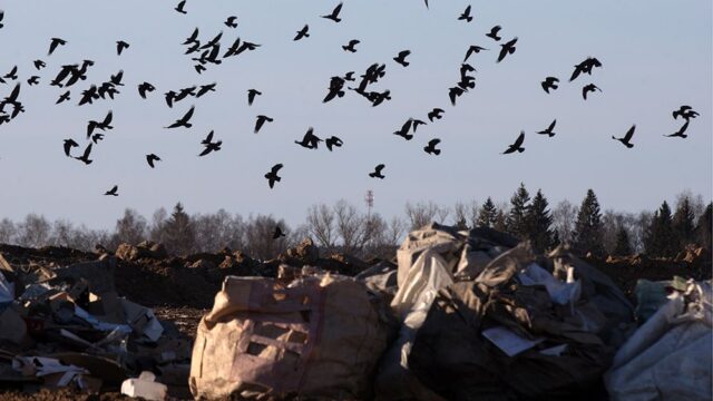 На мусорном полигоне «Ядрово» в Волоколамском районе случился новый выброс свалочного газа