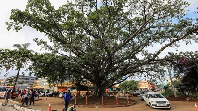 Президент Кении спас вековое фиговое дерево в Найроби, которое стояло на месте будущей дороги