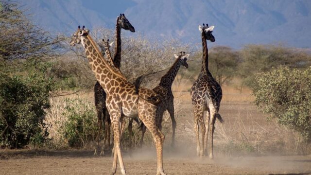 Участники Всемирной конференции по сохранению редких видов согласились регулировать международную торговлю жирафами