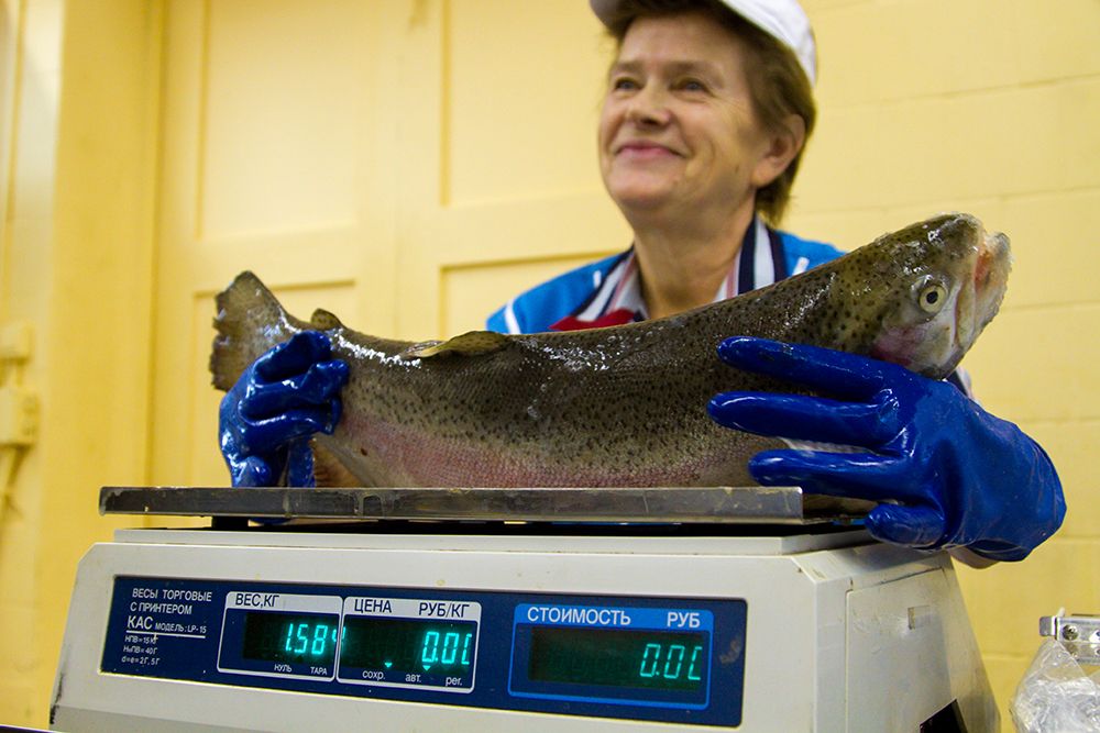 Россельхознадзор: в магазинах России может появиться просроченная рыба