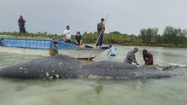 На восточный берег Индонезии выбросило кита, в желудке которого было 115 пластиковых стаканчиков