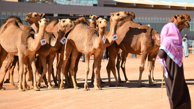 В Саудовской Аравии верблюдов сняли с конкурса красоты из-за ботокса