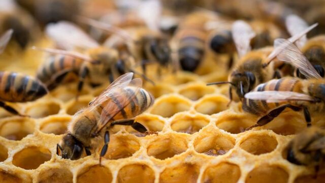 Страны Евросоюза проголосовали за частичный запрет вещества, от которого умирают пчелы