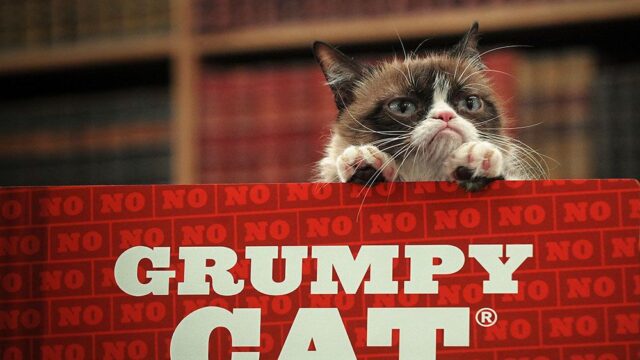 Владельцы кошки, известной как Grumpy Cat, отсудили $710 тысяч за нарушение авторских прав