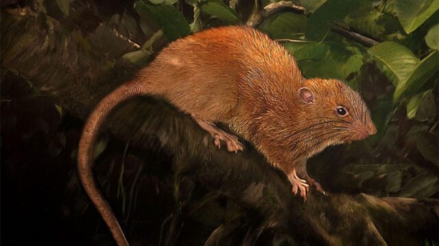 На Соломоновых островах нашли гигантскую крысу, которая прогрызает кокосы