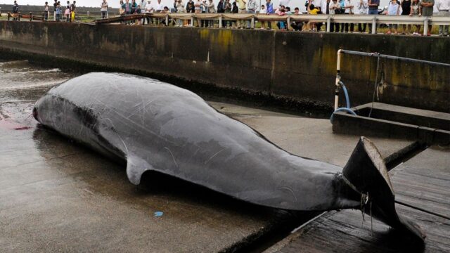 Япония вышла из комиссии по промыслу китов и с 1 июля возобновит их добычу
