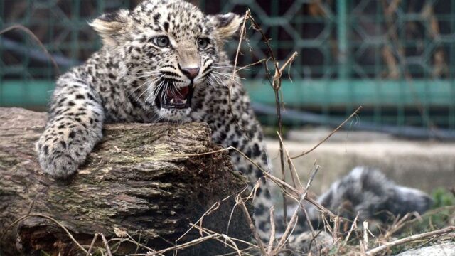 Планы России восстановить популяцию редкого леопарда на Кавказе близки к провалу: виноваты браконьеры и отсутствие денег
