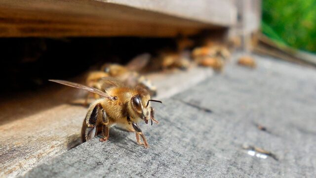 Германия в борьбе с природной катастрофой: как спасти пчел и мировую экологию