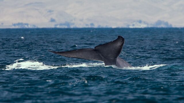 Японские охотники убили больше сотни беременных самок китов под видом исследований