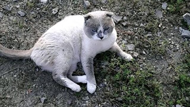 В Кемерове выставили на продажу кота-экстрасенса за пять миллионов рублей