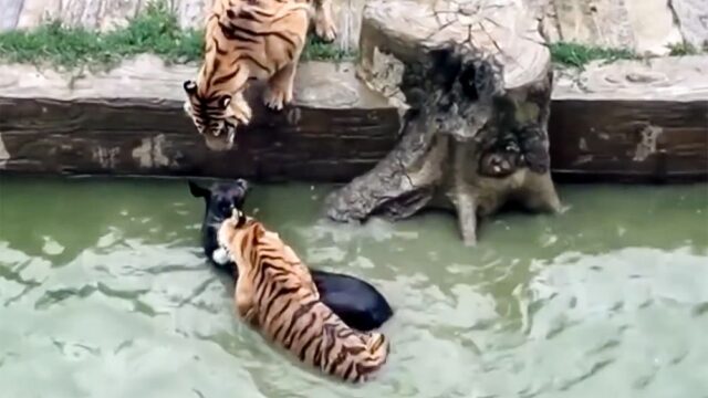 В китайском зоопарке установили памятник ослу, которого заживо скормили тиграм