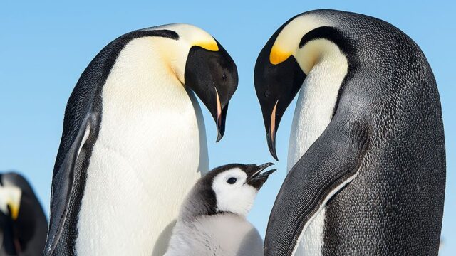 Документалисты спасли пингвинов, нарушив одно из главных правил профессии