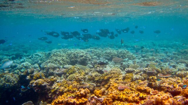 Эксперты оценили Большой барьерный риф в $42 млрд
