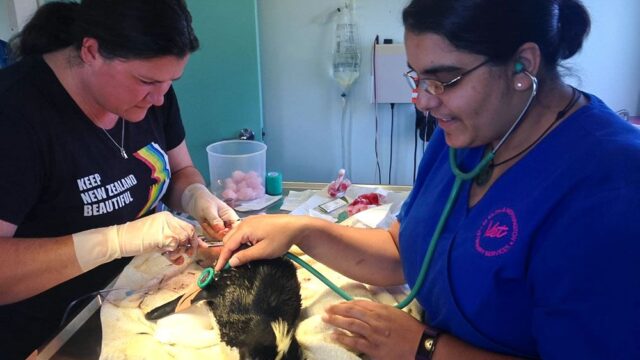 В Новой Зеландии волонтеры открыли больницу для диких животных