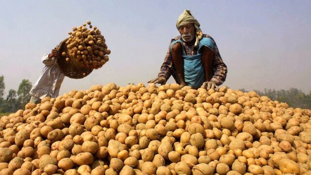 PepsiCo подала в суд на индийских фермеров, которые выращивали картофель, используемый для чипсов Lay’s