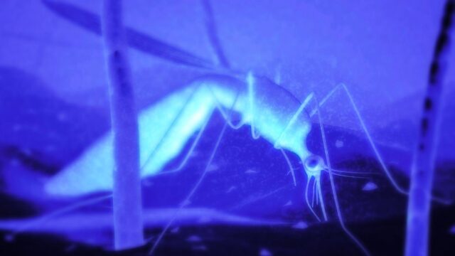 Ученые посоветовали дабстеп в качестве средства от комаров