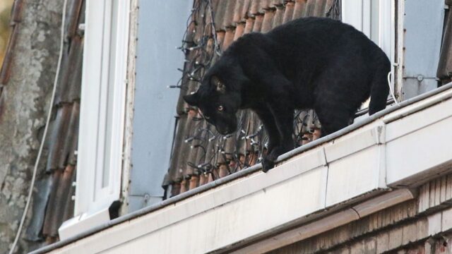 Жителям французской коммуны открылся удивительный вид из окон — на пантеру, которая прогуливалась по крышам домов и заглядывала в квартиры