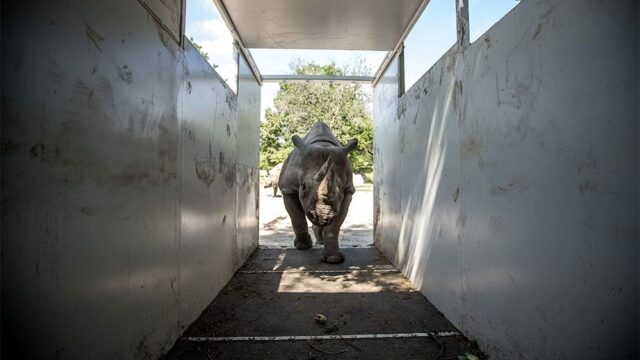 В Руанде выпустили на волю пять носорогов из европейских зоопарков: так борются с их вымиранием