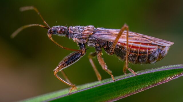 Почему людям все равно на вымирание насекомые