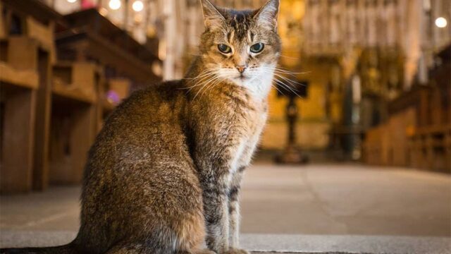 В лондонском соборе провели службу по бездомной кошке Доркинс Магнификэт, с которой приходила знакомиться королева
