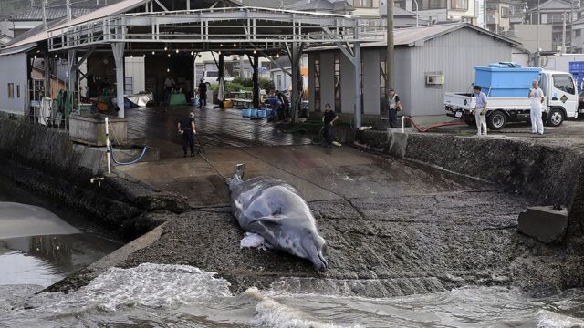 Япония решила возобновить коммерческую добычу китов