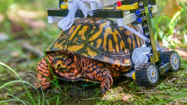 «Лего-черепашку» из мэрилендского зоопарка выпустят на волю — через два года после операции