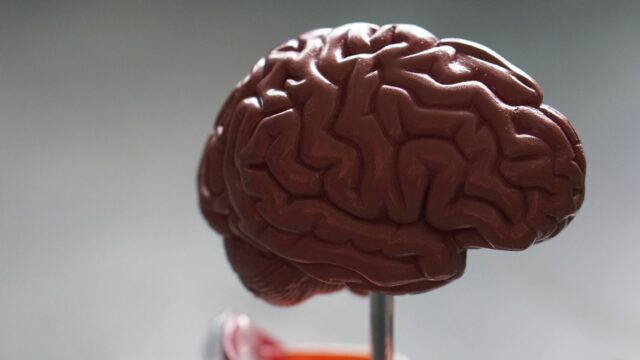 «Мы думаем, что у нас есть мозг. Правда состоит в том, что у мозга есть мы»