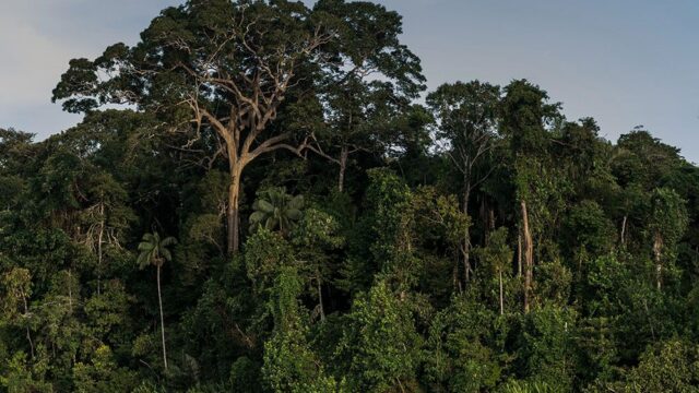 Суд не разрешил президенту Бразилии добывать полезные ископаемые в заповеднике