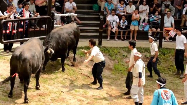 В Японии женщинам разрешили участововать в традиционных боях с быками