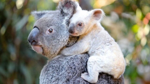 В Австралии в зоопарке родилась редкая белая коала