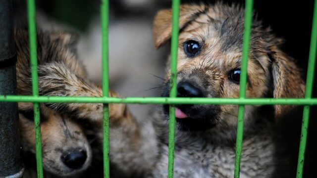 В Германии приюты для животных не будут отдавать питомцев перед праздниками, чтобы их не дарили