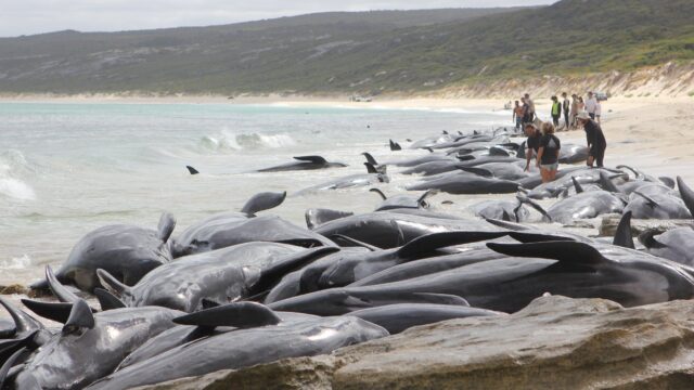 В Западной Австралии 150 китов выбросило на берег